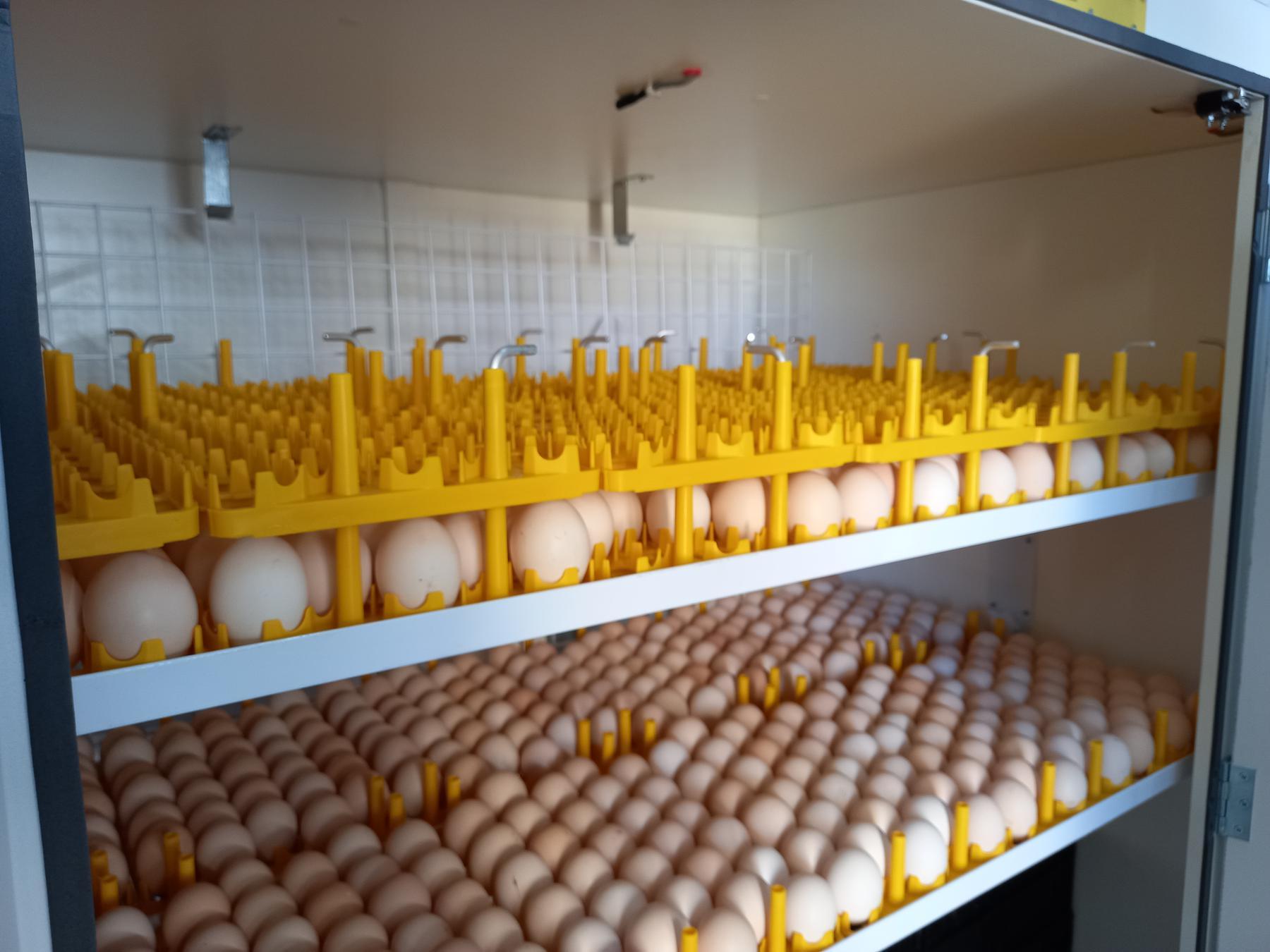UMP Hatching Hope Egg project 2 1800x1800